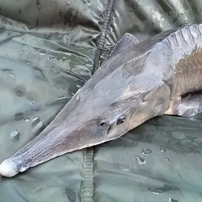 Angler mit einem kapitalen Karpfen vom Łowisko Małe Samsieczno (7)