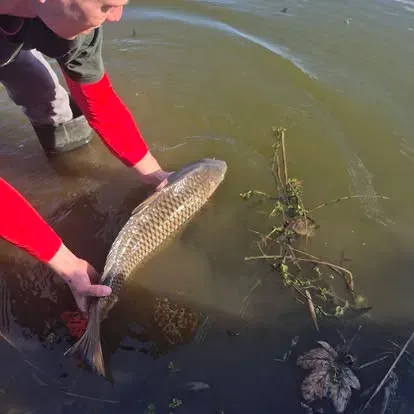 Angler mit einem kapitalen Karpfen vom Łowisko Małe Samsieczno (8)
