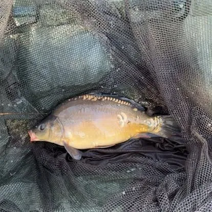 Angler mit einem kapitalen Karpfen vom Łowisko Małe Samsieczno (14)