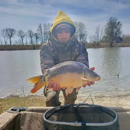 Angler mit einem kapitalen Karpfen vom Łowisko Małe Samsieczno (23)