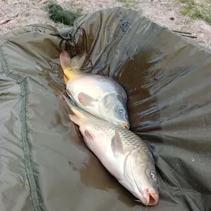 Angler mit einem kapitalen Karpfen vom Łowisko Małe Samsieczno (33)