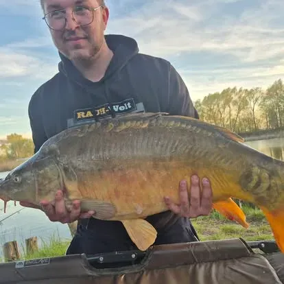 Angler mit einem kapitalen Karpfen vom Łowisko Małe Samsieczno (40)